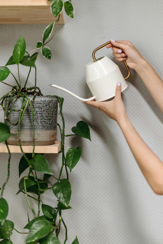 Weekly Plant Care and Watering Services