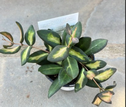 Hoya Sea Stones 4"