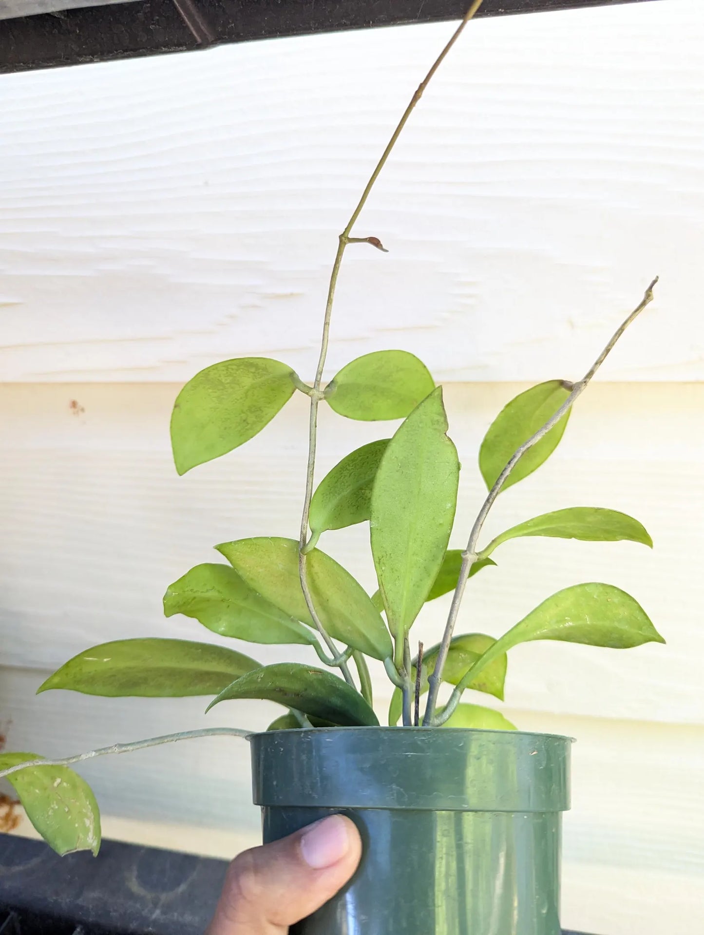 Hoya Mindorensis