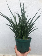 Sansevieria Fernwood Mikado