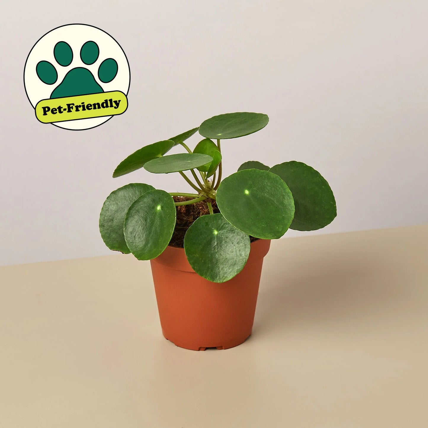 Pilea Peperomioides 'Chinese Money' 4" Clear Pot