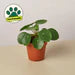 Pilea Peperomioides 'Friendship Plant'