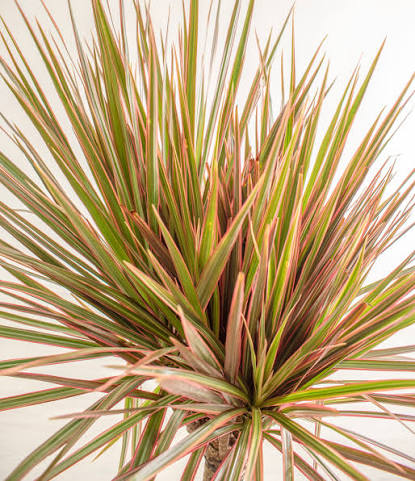 Dracaena Marley Bush