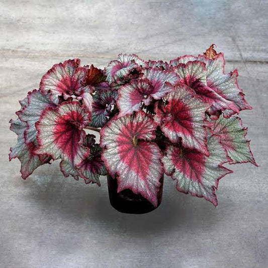 Begonia Drastic Rex