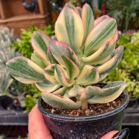 Jade Tricolor
