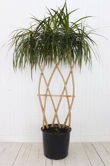 Dracaena Marginata