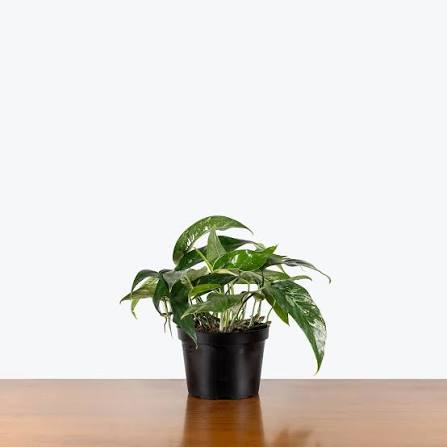 Epipremnum Pinnatum Albo