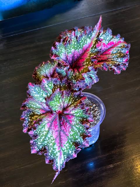 Begonia watermelon