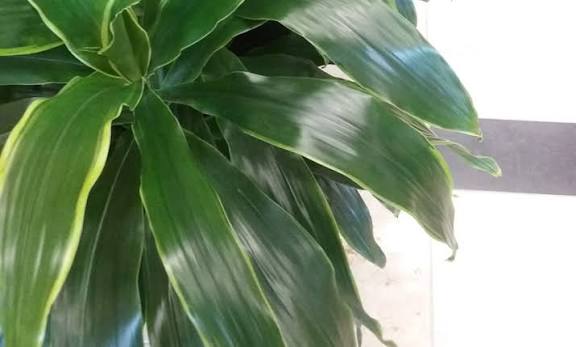 Dracaena Art Carmen