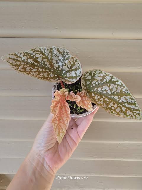 Begonia White Ice