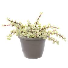 Trailing Elephant Bush