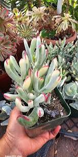 Varieg. Cotyledon Orbiculata