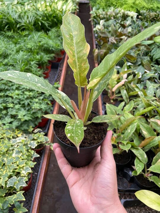 Philodendron 'Variegated Ring of Fire' 4inch