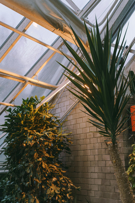 Plant Scaping - Initial Consultation