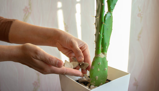 Plant Care Consultation