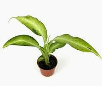 Dieffenbachia Camouflage