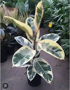 Ficus Elastica Tineke
