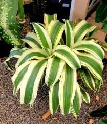 Dracaena White Aspen