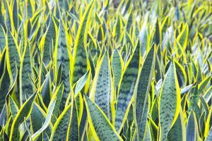 Sansevieria Futura Superba