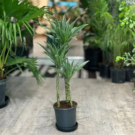 Dracaena Jade Jewel Cane