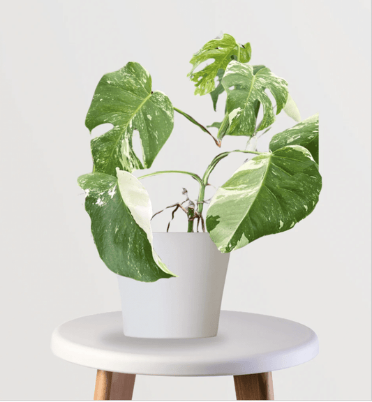 Monstera White Monstera